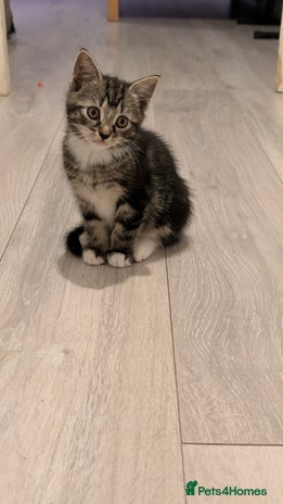 British Shorthair cats Tabby Kittens For Sale - 18th November! - Advert 2
