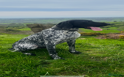 German Shorthaired Pointer dogs for stud: Proven - B + W KC German Shorthaired Pointer stud  - Image 4
