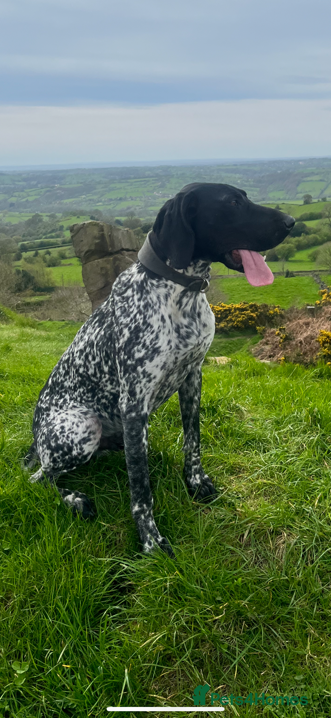 German Shorthaired Pointer dogs for stud: Proven - B + W KC German Shorthaired Pointer stud  - Image 4