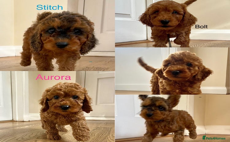 Cockapoo dogs - Advert 1
