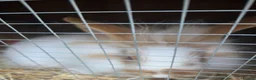 Mixed Breed rabbits for sale: Lion head mixed with mini flop - Advert 2