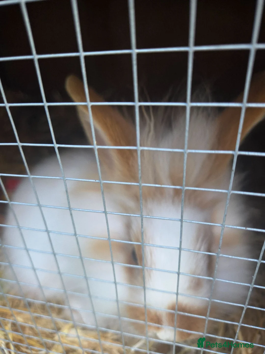 Mixed Breed rabbits for sale: Lion head mixed with mini flop - Advert 2