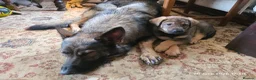 Mixed Breed dogs for sale: Stunning German Shepherd,Australian Kelpie Puppies in Littlehampton - Advert 4