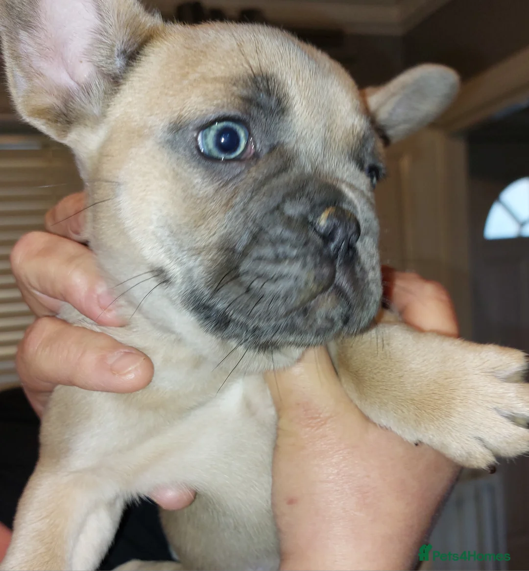 French Bulldog dogs for stud: kc French Bulldog Stud - Advert 15