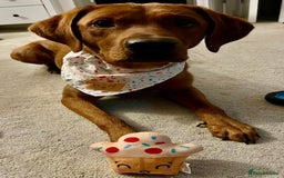 Labrador Retriever dogs for sale: FOX RED LABRADORS OUTSTANDING HEALTH 280 PLUS DNA - Image 6