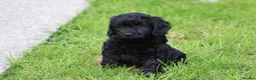 Cockapoo dogs for sale: Beautiful Cockapoo puppies for sale  - Advert 14