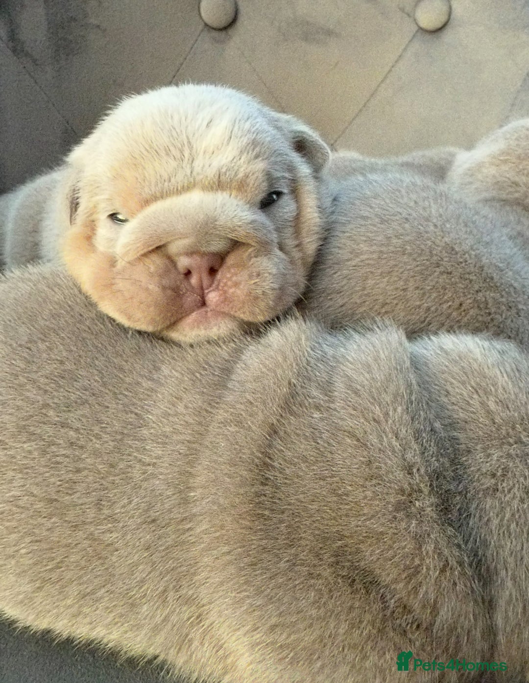 English Bulldog dogs for sale: KC Quality English Bulldogs  - Image 11