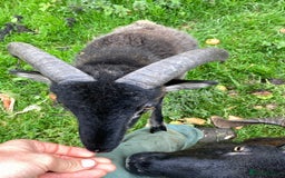 Sheep livestock for sale: This year's Soay whether lambs - Image 1