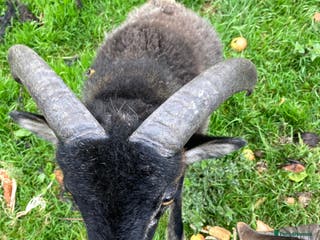 Sheep livestock This year's Soay wether lambs - Advert 5