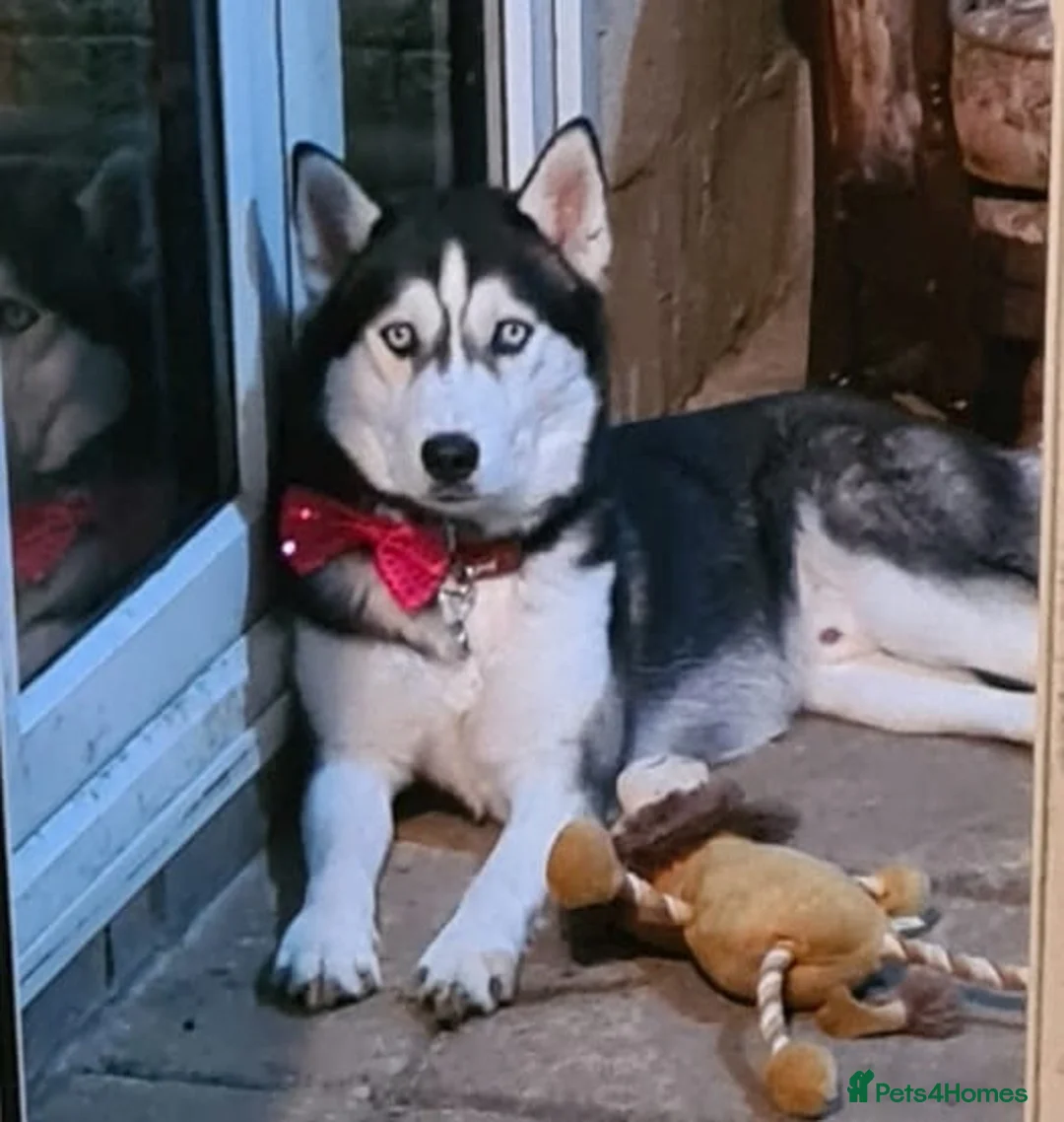 Siberian Husky dogs for stud: 🐺Lucky🐺 in Birmingham - Advert 13