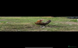 Chickens poultry for sale: Versus poultry  - Image 4