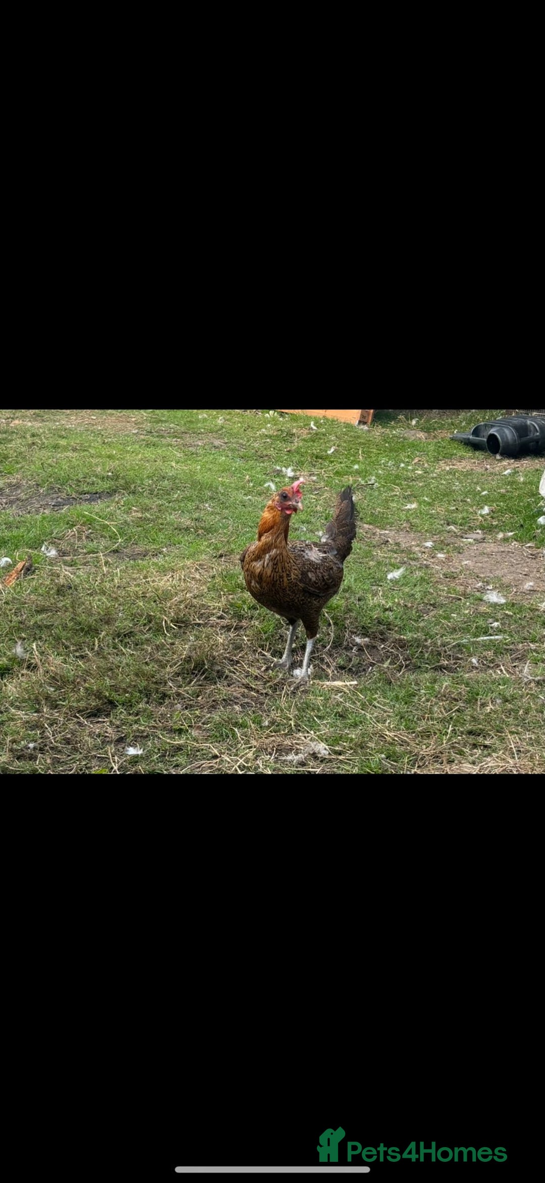 Chickens poultry for sale: Versus poultry  - Image 4