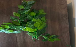 Leopard Gecko reptiles for sale: Male leopard gecko and all equipment  - Image 9