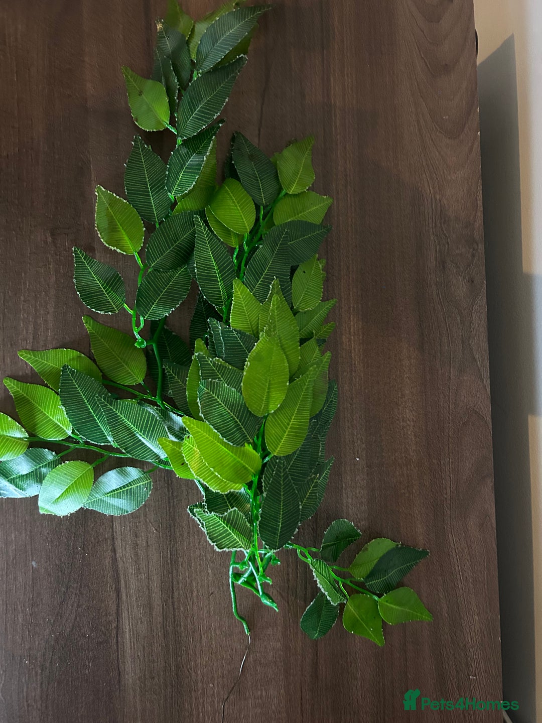 Leopard Gecko reptiles for sale: Male leopard gecko and all equipment  - Image 9