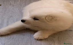 Samoyed dogs for stud: Purebred KC Registered SAMOYED Stud for Breeding  in Reading - Image 8