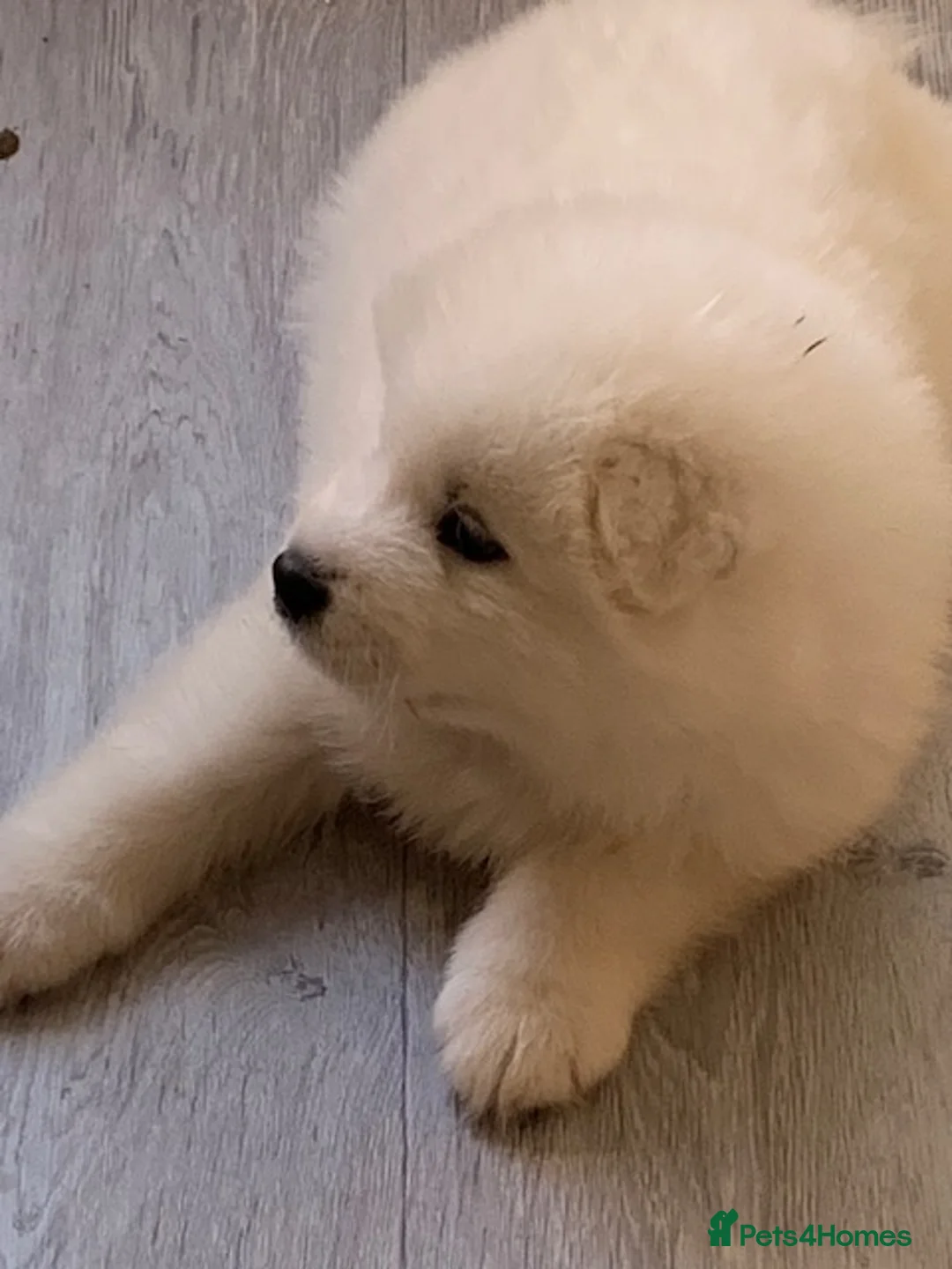 Samoyed dogs for stud: Purebred KC Registered SAMOYED Stud for Breeding  in Reading - Advert 8