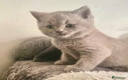 British Shorthair cats for sale: Two cuddly blue boys from loving family home - Image 14