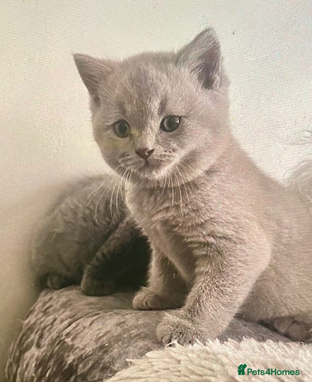 British Shorthair cats for sale: Two cuddly blue boys from loving family home - Image 14
