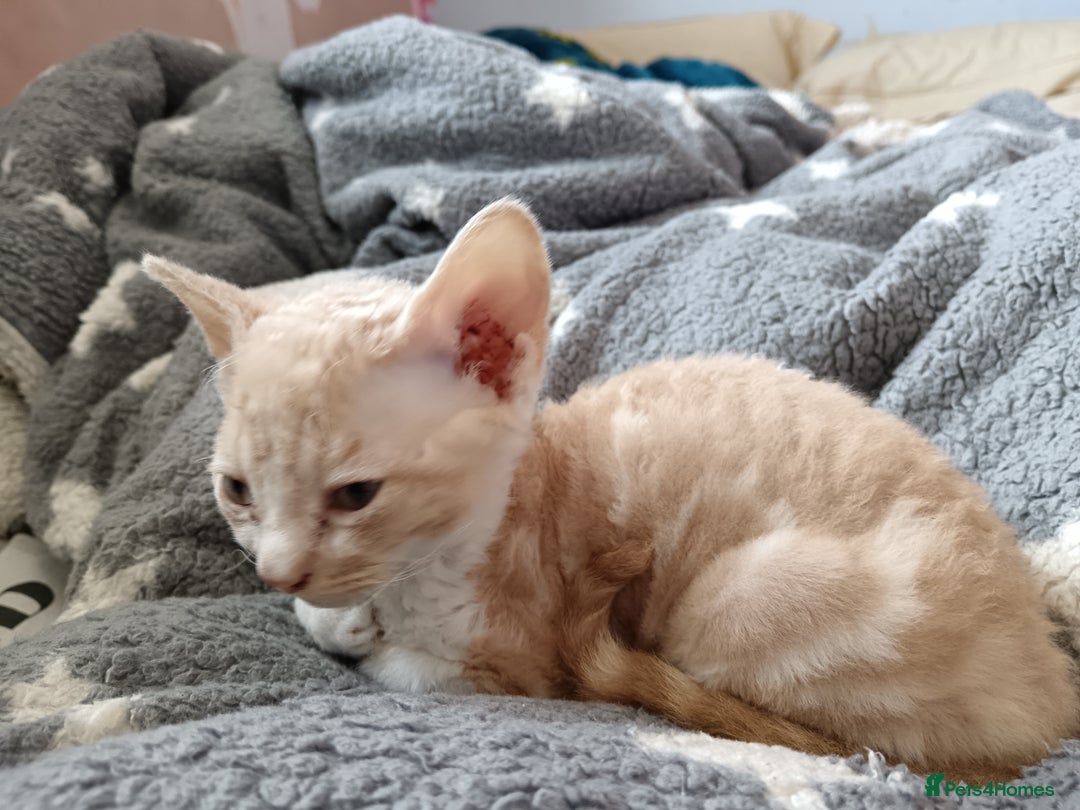 Domestic Shorthair cats for sale: 3 beautiful kittens - Image 20