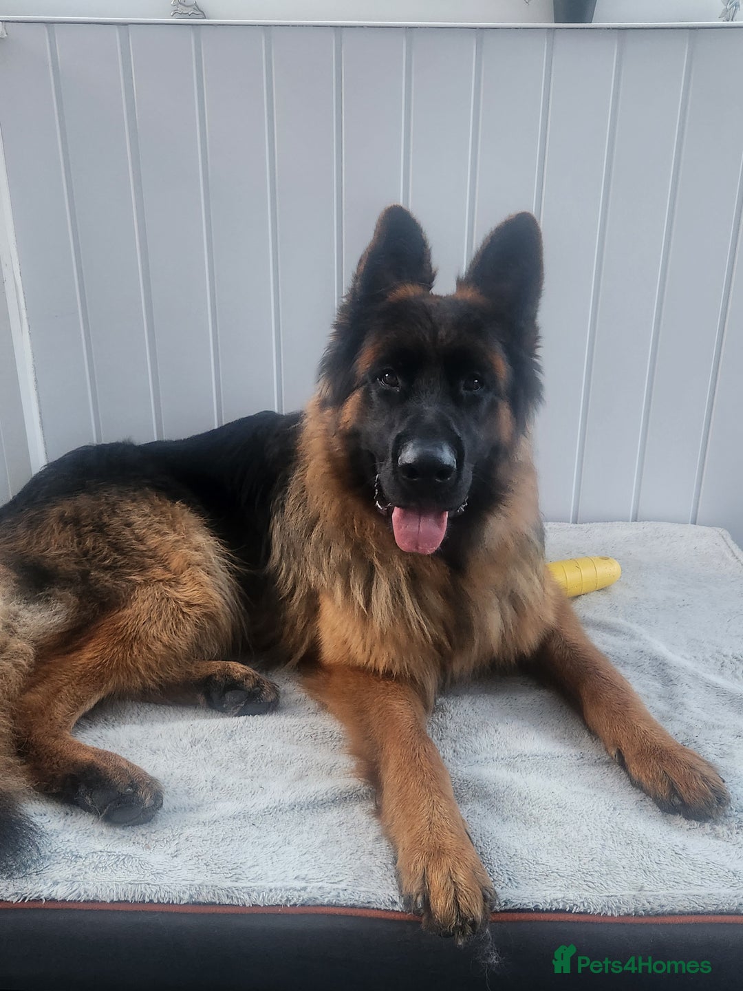 German Shepherd dogs for sale: Beautiful male German Shepherd  - Advert 8