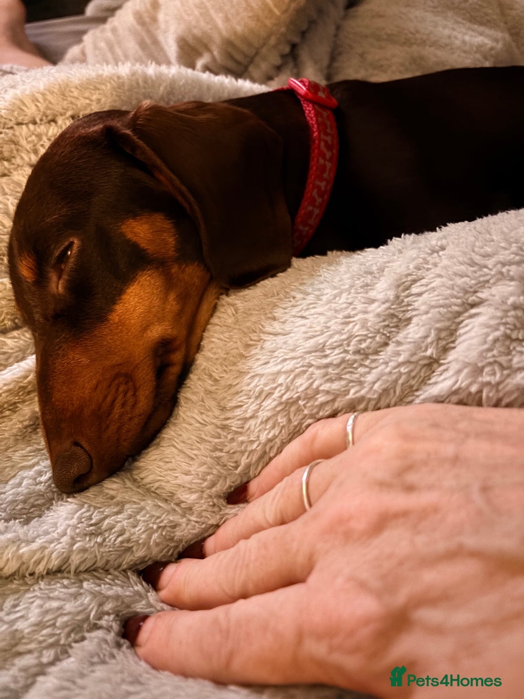 Dachshund dogs for sale: Miniature dachshund 8 months old Male - Advert 3