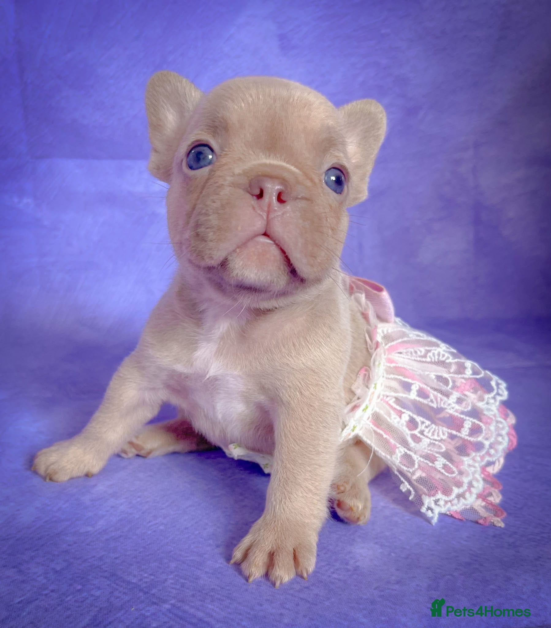 French Bulldog dogs 🐶Lovely puppies🐶 - Advert 1