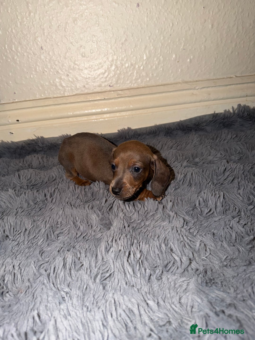 Dachshund dogs for sale: Dachshund Puppies Available 🐾 - Advert 16
