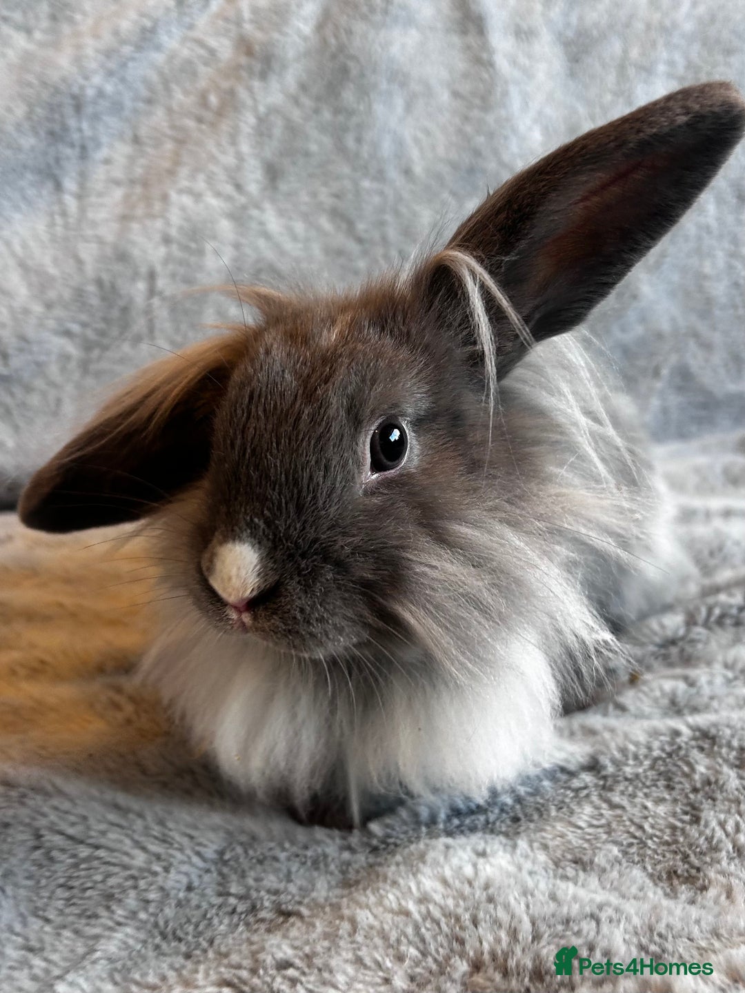 Lionhead rabbits for sale: Lion head Bunnys  - Image 2