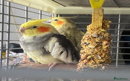 Cockatiels birds for sale: Pair of cockatiels  - Image 1