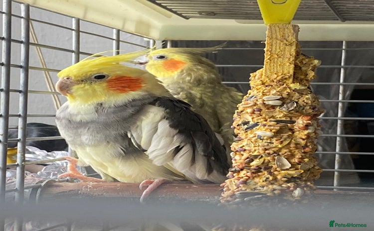 Cockatiels birds - Advert 10