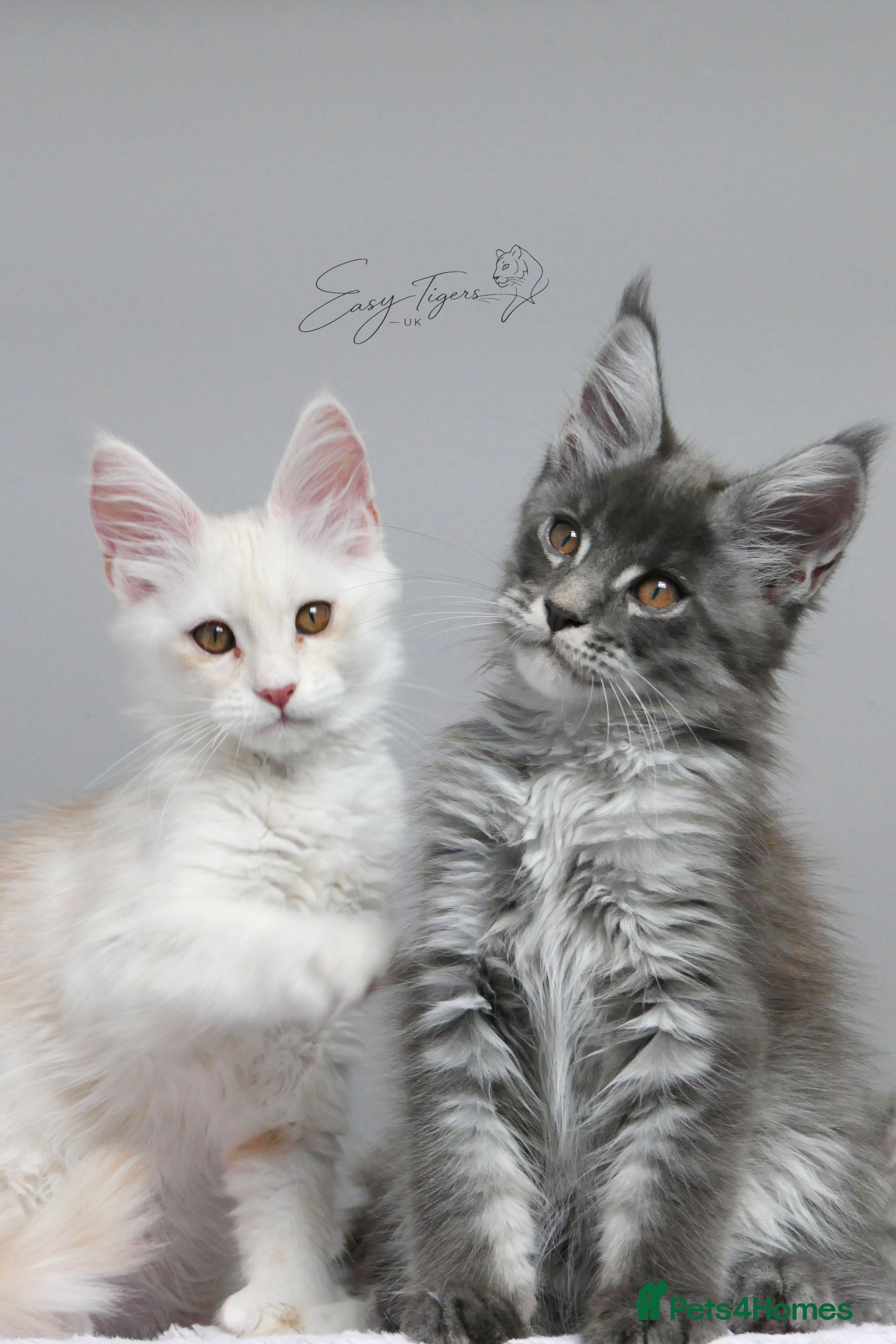 Maine Coon cats Only one stunning kitten left.  - Advert 6