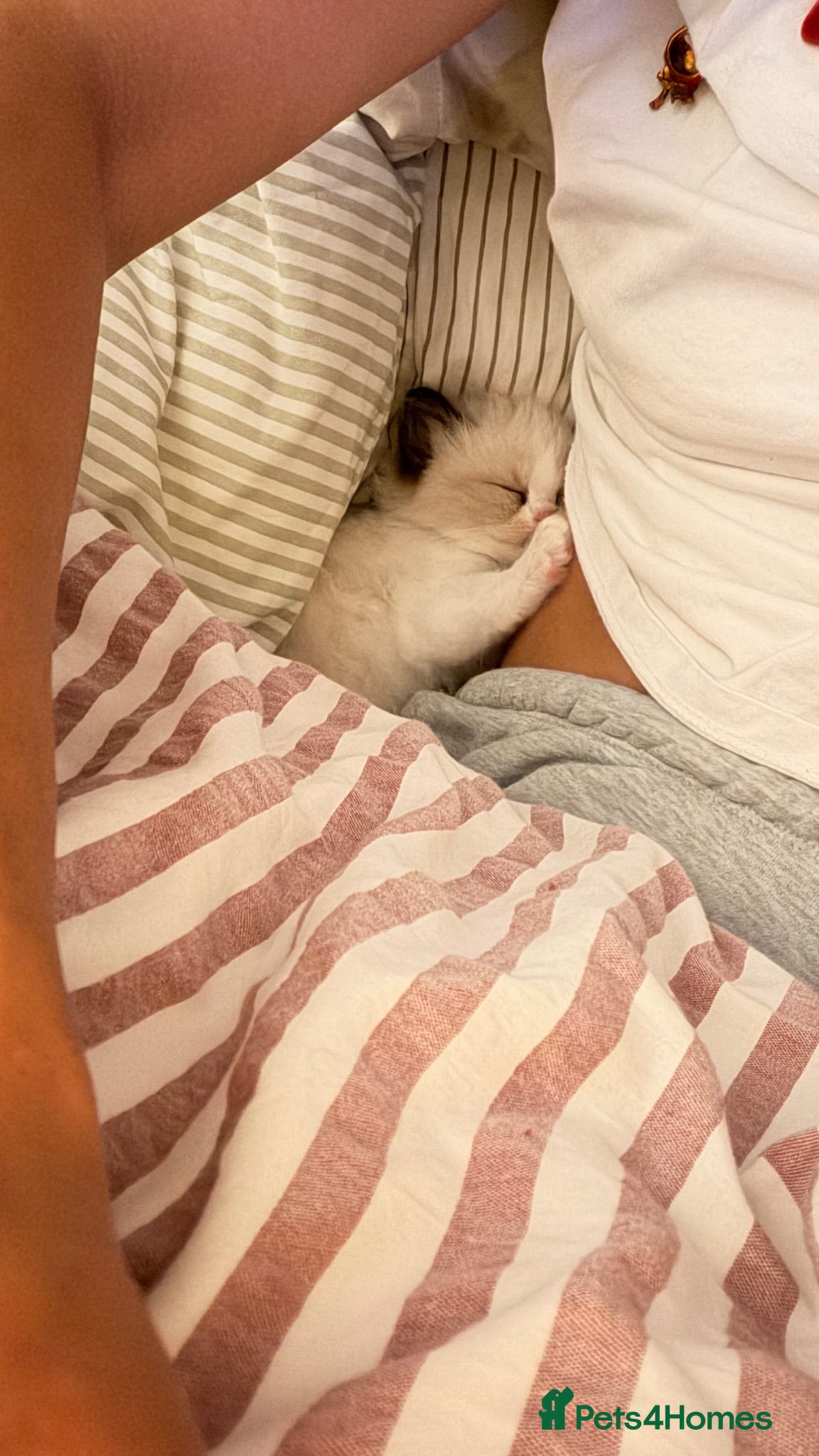 Ragdoll cats 🏆 RAGDOLL KITTENS SHOW QUALITY 🏆 - Advert 2