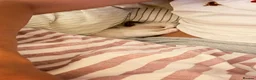 Ragdoll cats for sale: Pedigree Ragdoll Registered Kittens  🌸  - Advert 27
