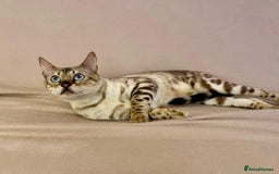 Bengal cats for sale: 🐾PUREBRED Active for breed Bengal girl🐾  - Image 13