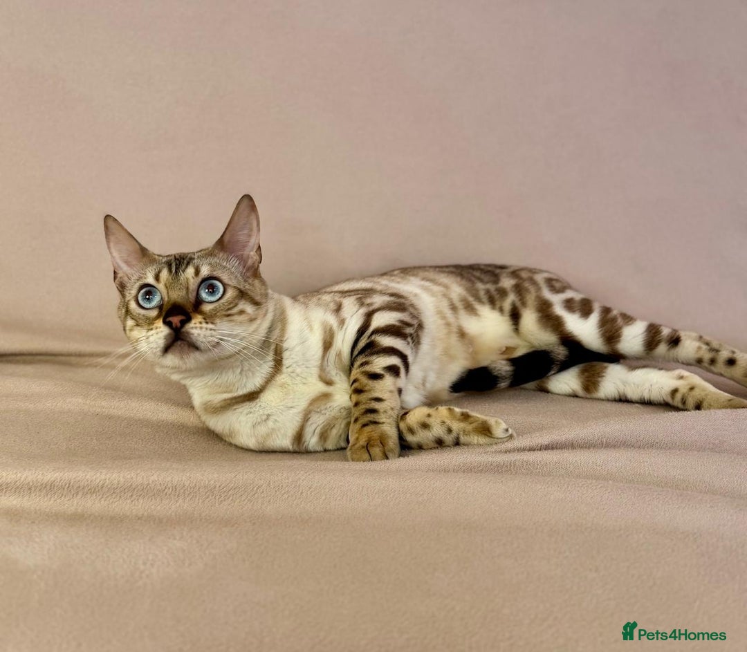 Bengal cats for sale: 🐾PUREBRED Active for breed Bengal girl🐾  - Image 13
