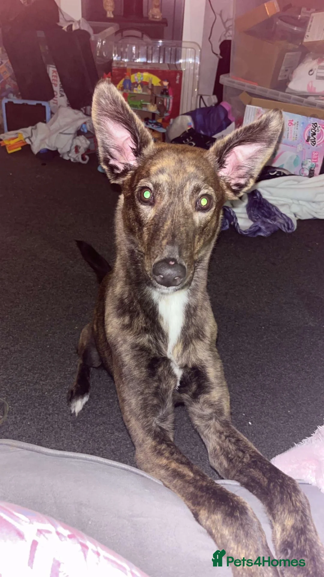 Mixed Breed dogs for sale: Brother & Sister  in Cumnock - Advert 13