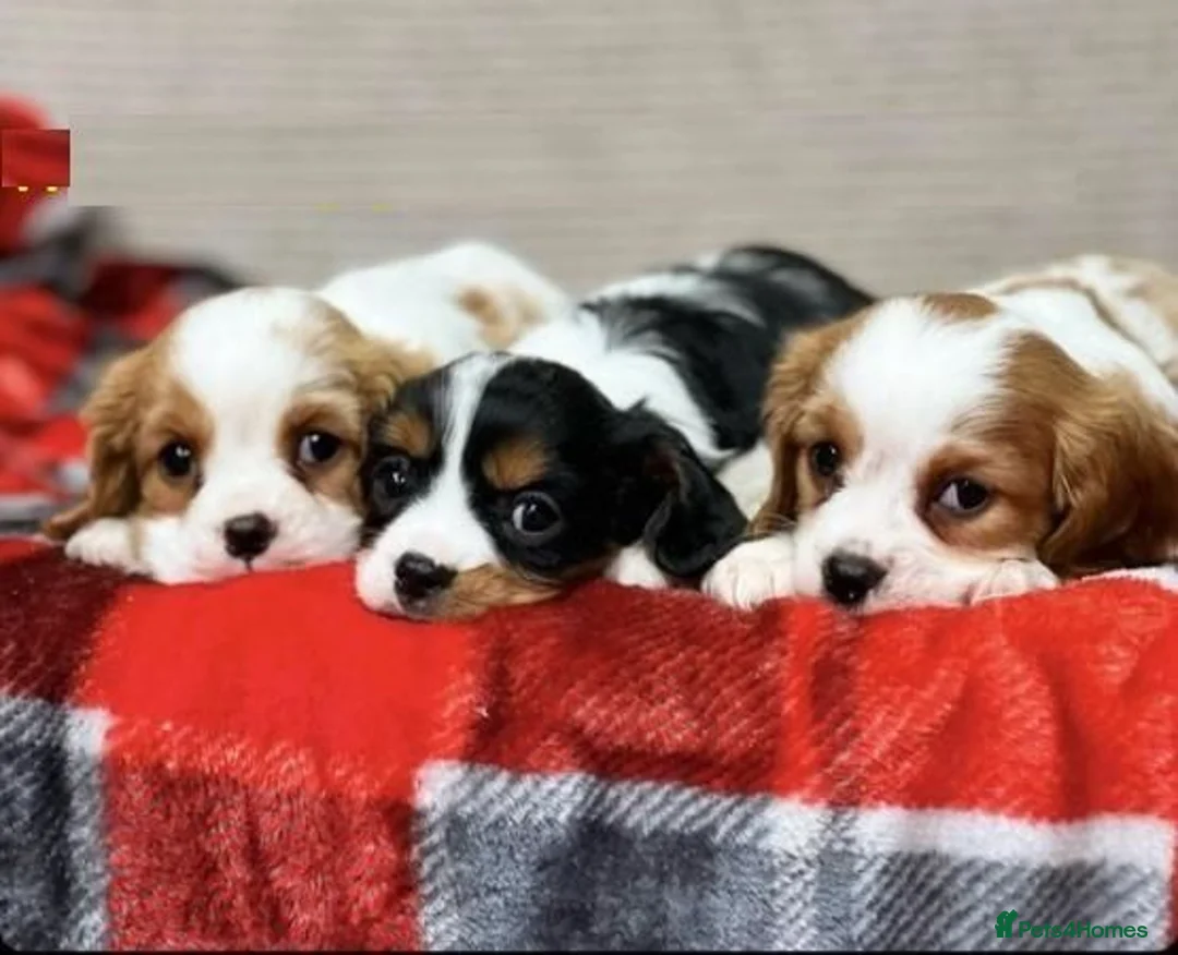 Cavalier King Charles Spaniel dogs for sale: Stunning KC Cavalier King Charles Spaniel puppies. in Holywell - Advert 1
