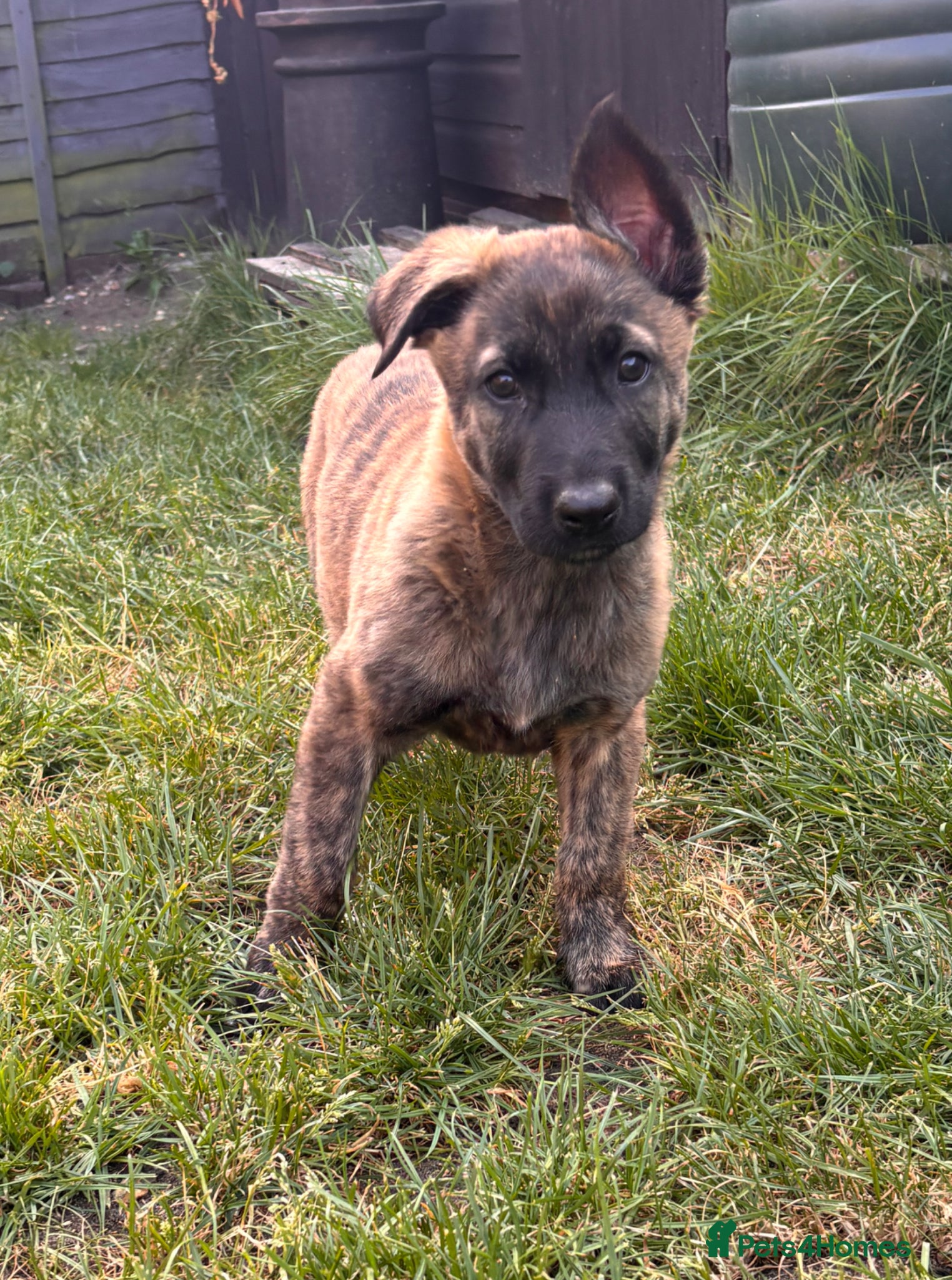 Mixed Breed dogs LAST 1-READY TO GO Dutch ShepardxBelgian mali pups - Advert 13