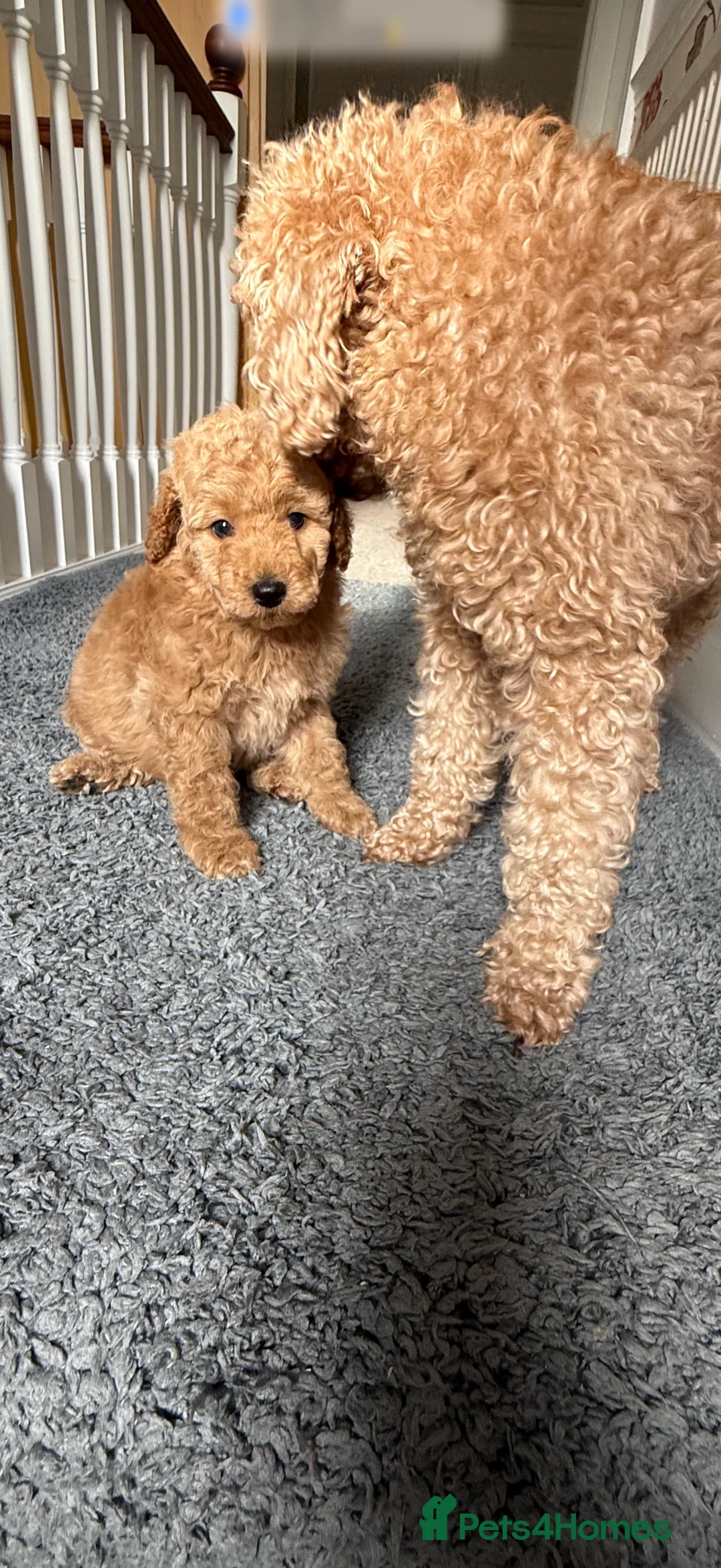 Miniature Poodle dogs for sale: Miniature poodle puppies  - Advert 3