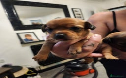 Mixed Breed dogs for sale: Beautiful jackchi puppies  - Image 26