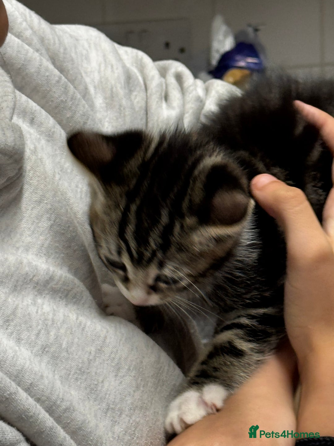 Mixed Breed cats for sale: Part Maine coon kitten  - Image 6