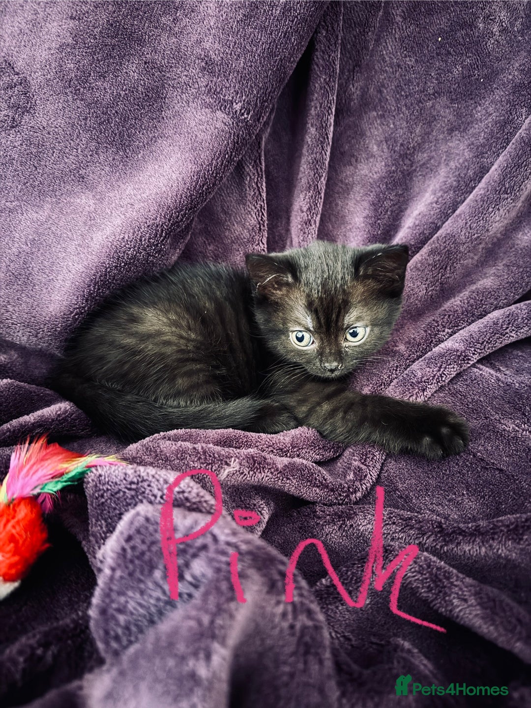 British Shorthair cats for sale: Black British Shorthair kittens - Image 7
