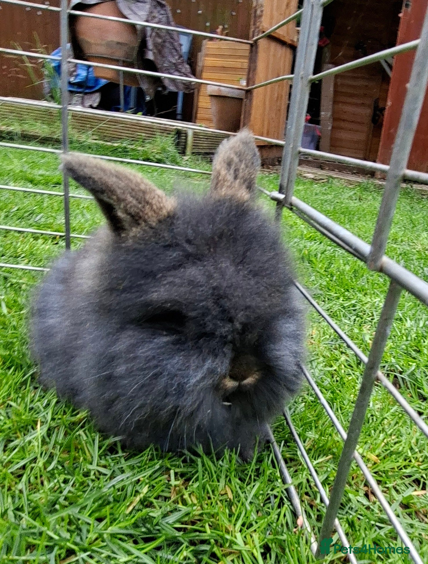 Mixed Breed rabbits Beautiful baby rabbits - Advert 3