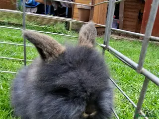 Mixed Breed rabbits Beautiful baby rabbits - Advert 1