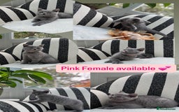 British Shorthair cats for sale: British Shorthair Kittens  - Image 4