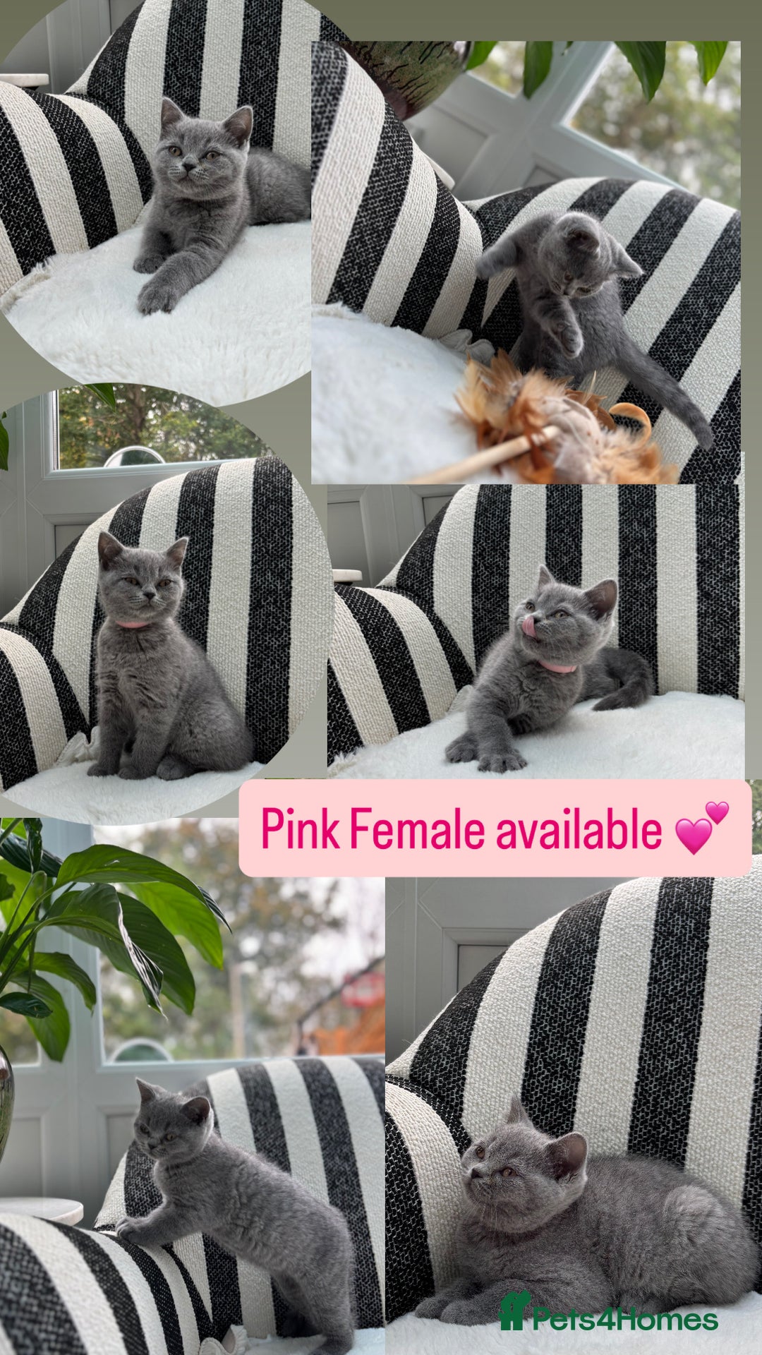 British Shorthair cats for sale: British Shorthair Kittens  - Image 4