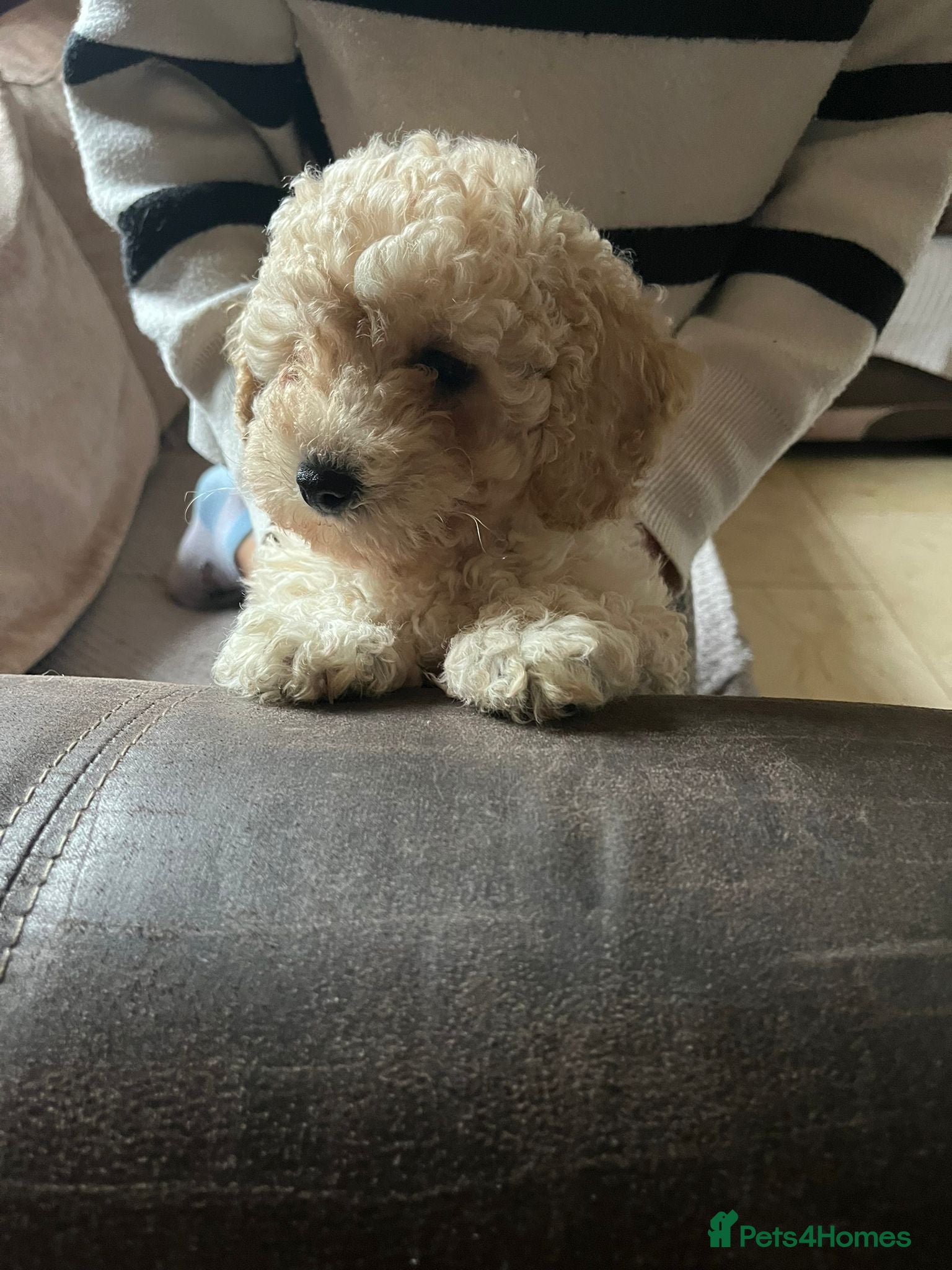 Maltipoo dogs Maltipoo/mini toy poodle  - Advert 7