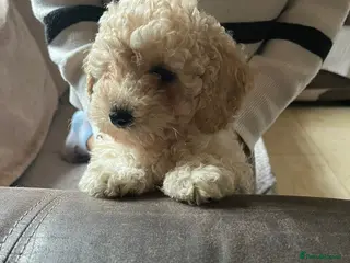 Maltipoo dogs Maltipoo/mini toy poodle - Advert 7