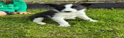 Border Collie dogs for sale: Beautiful Border Collie Puppies in Llanwrda - Advert 8