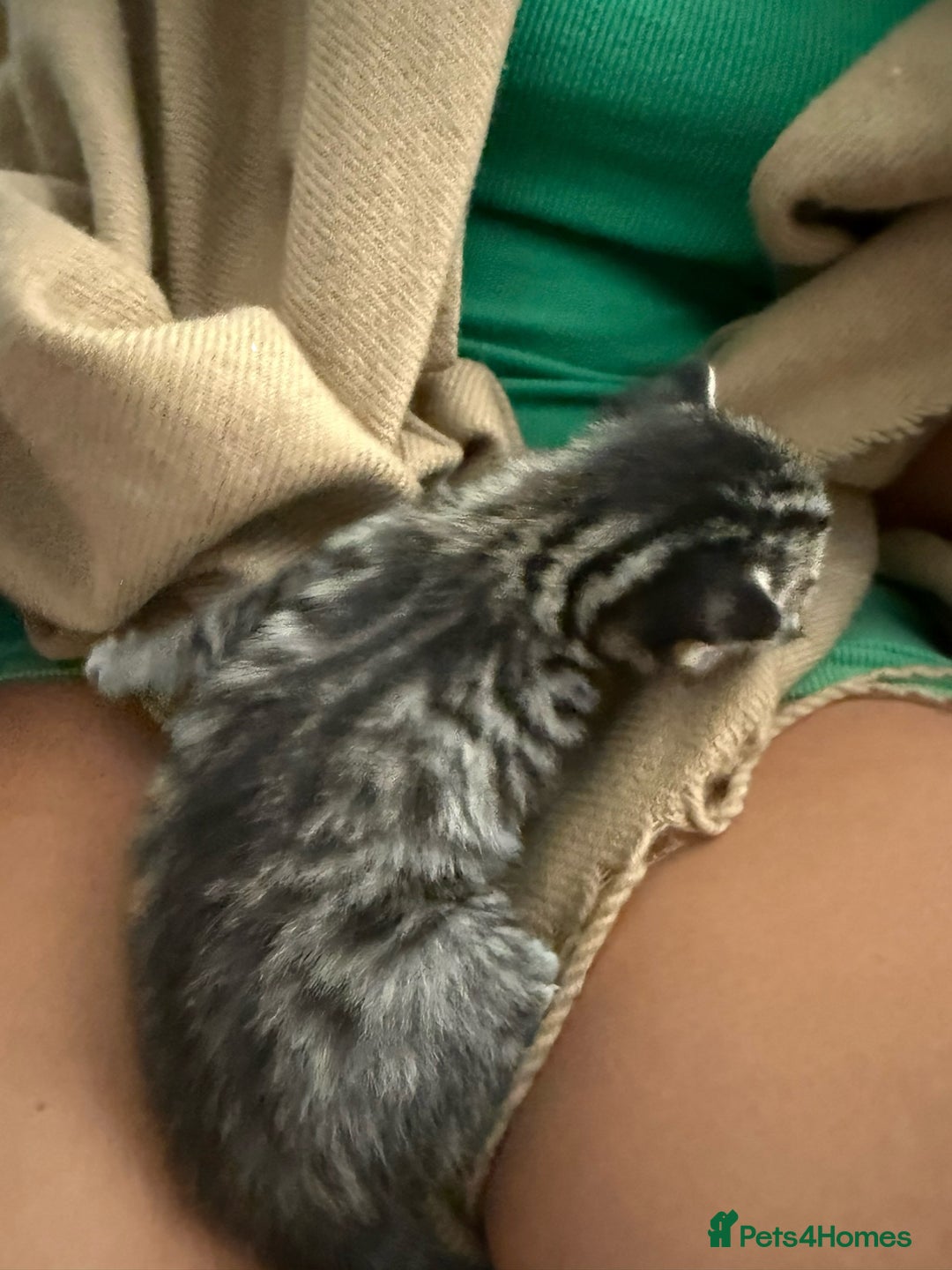 British Shorthair cats for sale: 3 boys 1 girl Tabbys - Image 10